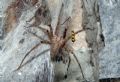 Tegenaria sp.